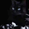Gatos Neon - 4 Mov.1712 7
