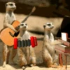 Animales tiernos 8