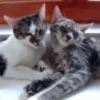 Animales tiernos 9