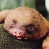Animales tiernos 10