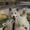 Animales tiernos 11