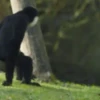 Animales tiernos 12