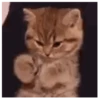 ️Gatitos uwu 5 mov 9