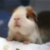 Animales tiernos 13