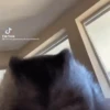 Changuito George   ️ 9
