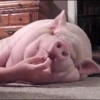 Animales tiernos 14