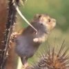 Animales tiernos 15