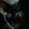 Gatos Neon - 4 Mov.1712 13