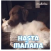 petcollective HASTA 2 MANANA