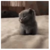️Gatitos uwu 5 mov 16