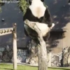 Animales tiernos 16