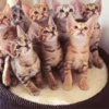 Animales tiernos 17