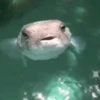 Animales tiernos 18