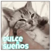 DULCE sueños CAT-GIFs.com