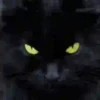Gatos Neon - 4 Mov.1712 18
