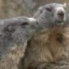 Animales tiernos 19
