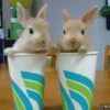 Animales tiernos 20