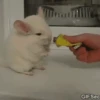 Animales tiernos 21