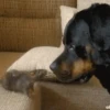 Animales tiernos 22