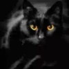 Gatos Neon - 4 Mov.1712 19