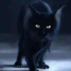 Gatos Neon - 4 Mov.1712 20