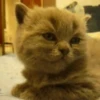 Animales tiernos 23