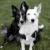 Animales tiernos 24