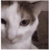 ️Gatitos uwu 5 mov 20