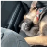 ️Gatitos uwu 5 mov 21