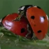 Animales tiernos 25
