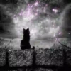 Gatos Neon - 4 Mov.1712 26