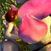 Shrek Mov 27
