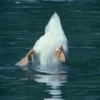 Animales tiernos 27