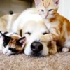 Animales tiernos 28
