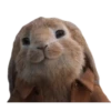 Peter Rabbit(movie) Mov 24