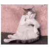 ️Gatitos uwu 5 mov 24