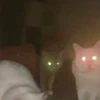 Animales tiernos 30