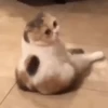 Gatos Mov ️ 5