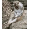 Monos ️ 5
