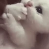 Gatos Mov ️ 6