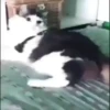 Jackal Cats 5