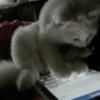 Gatos Mov ️ 7