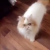 Jackal Cats 7