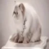 Jackal Cats 8