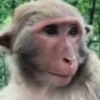 Monos ️ 6