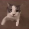 Gatos Mov ️ 8
