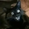 Jackal Cats 10