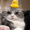 Gatos Mov ️ 10
