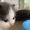 Gatos Mov ️ 11
