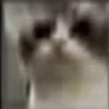 Jackal Cats 12